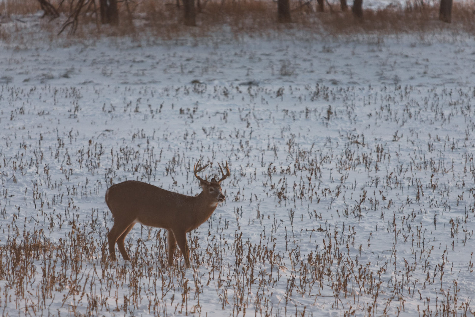 Food and Thermal cover: The ticket for late season bucks.