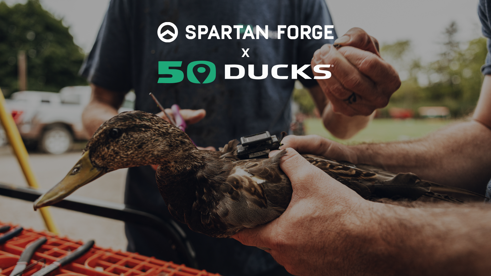 Introducing Spartan Forge x 50Ducks