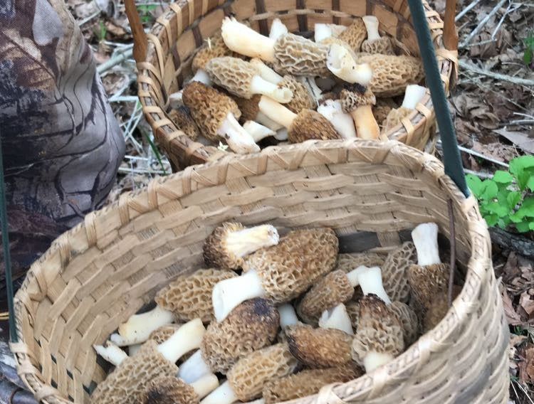 Why Spartan Forge Belongs in Every Morel Hunter’s Back Pocket